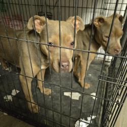 Found/Stray Male Dog last seen Ingram mall, San Antonio, TX 78238