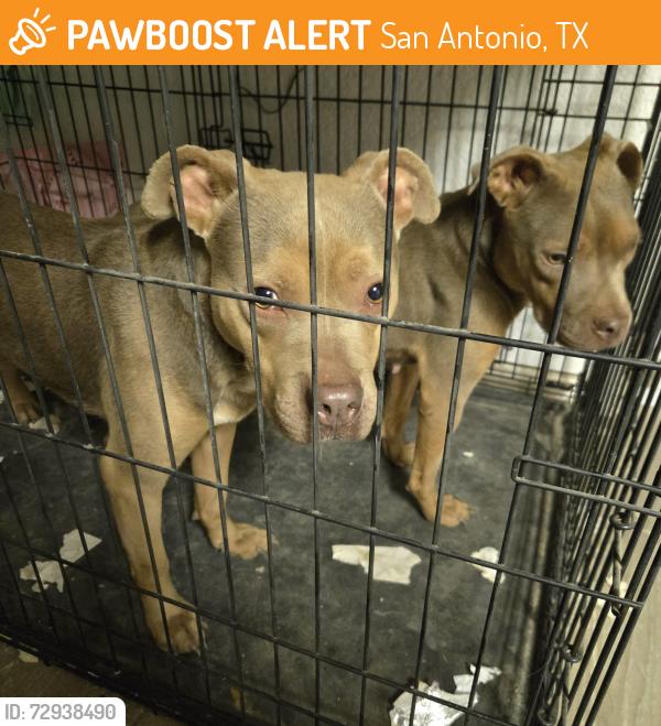 Found/Stray Male Dog last seen Ingram mall, San Antonio, TX 78238