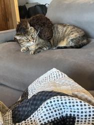 Reunited Female Cat last seen NE bryco rd, ne Lindsay avenue, ridgeview ln, near hobby lobby, Lee's Summit, MO 64086