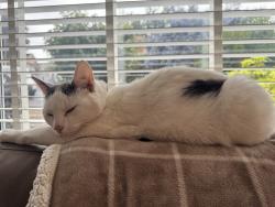 Reunited Female Cat last seen Springbank Road Gildersome, Gildersome, England LS27