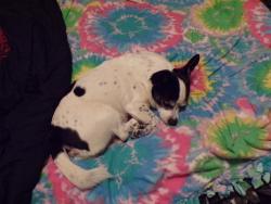 Lost Male Dog last seen 4th / Janeway , Moore, OK 73160