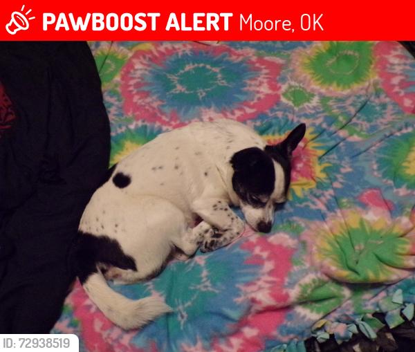 Lost Male Dog last seen 4th / Janeway , Moore, OK 73160