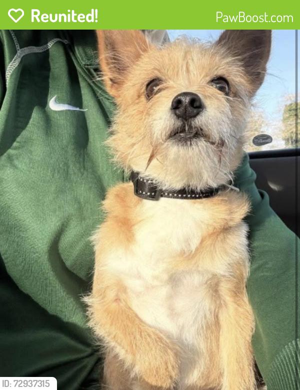 Reunited Male Dog last seen N 35th and villard st Tacoma , Tacoma, WA 98407