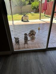 Reunited Male Dog last seen Alpaca , Rosemead, CA 91770