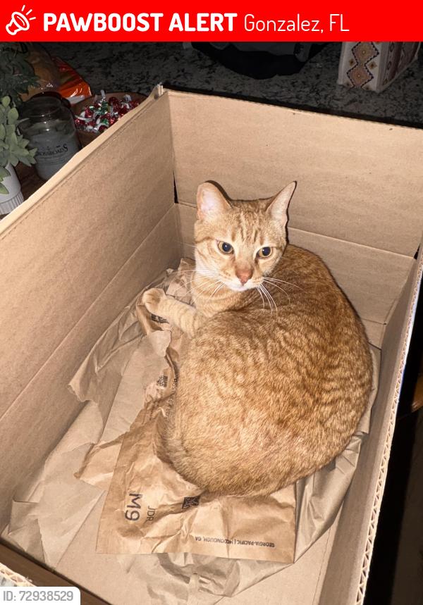 Lost Male Cat last seen Gray hse with black roof, Gonzalez, FL 32533