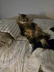 Lost Male Cat last seen Main st , Ruston, WA 98407