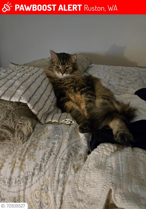 Lost Male Cat last seen Main st , Ruston, WA 98407