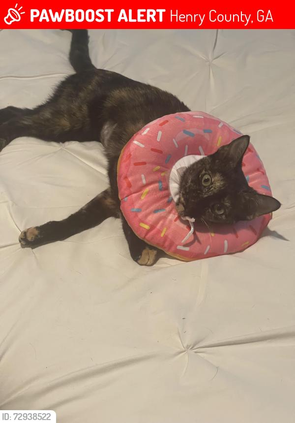 Lost Female Cat last seen Hampton Locust Grove Rd, Henry County, GA 30248