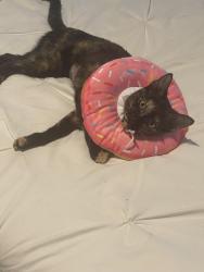 Lost Female Cat last seen Hampton Locust Grove Rd, Henry County, GA 30248