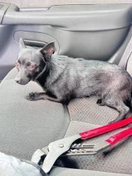 Found/Stray Female Dog last seen Brentwood Park / CORONA CA, Corona, CA 92882