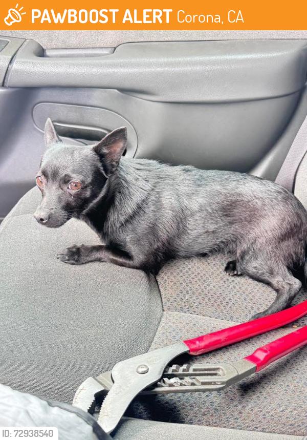 Found/Stray Female Dog last seen Brentwood Park / CORONA CA, Corona, CA 92882