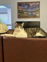 Lost Male Cat last seen Near Queensland Drive SE , Calgary, AB T2J 5J4