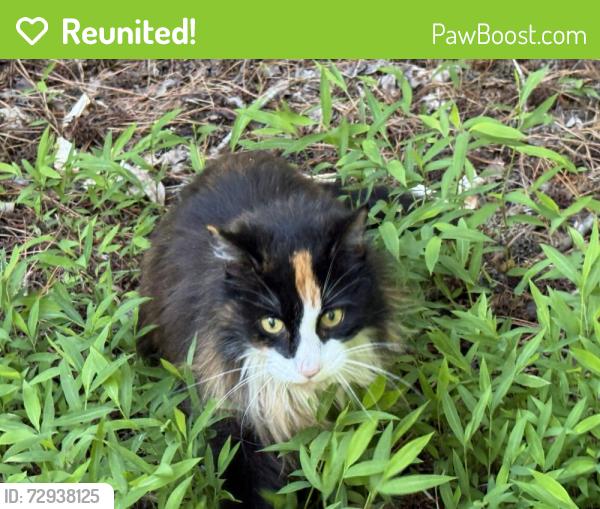 Reunited Unknown Cat last seen Ray road, Raleigh, NC 27613