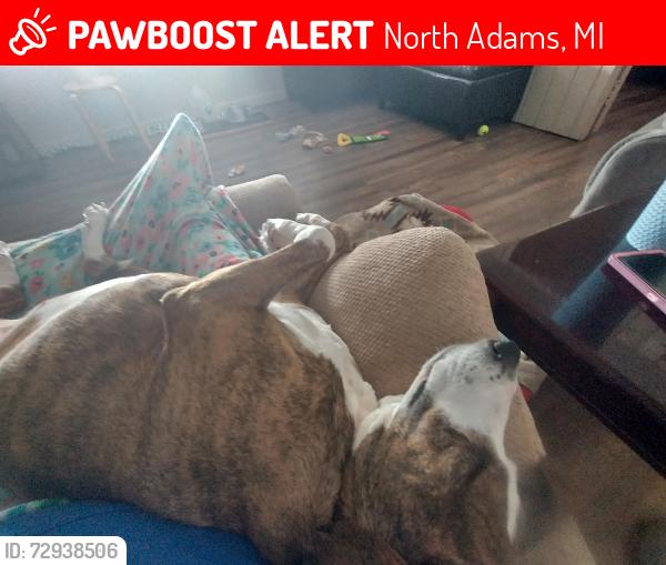 Lost Female Dog last seen Addison rd, Moscow rd Bleach rd, North Adams, MI 49262
