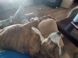 Lost Female Dog last seen Addison rd, Moscow rd Bleach rd, North Adams, MI 49262
