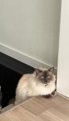 Reunited Male Cat last seen 52nd round about/sheyenne, Horace, ND 58047