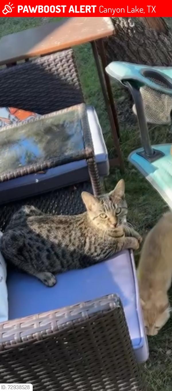 Lost Female Cat last seen Lowe’s grocery store and Canyon Lake Animal Shelter, Canyon Lake, TX 78133