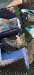 Lost Female Cat last seen Lowe’s grocery store and Canyon Lake Animal Shelter, Canyon Lake, TX 78133