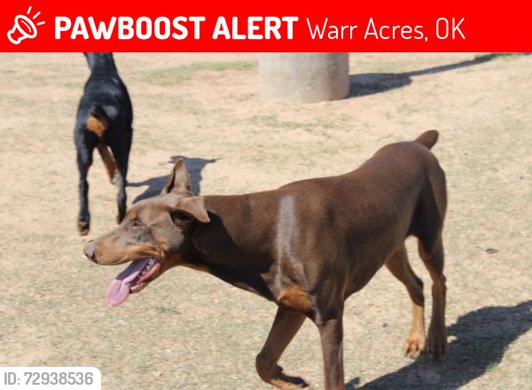 Lost Male Dog last seen 50th & Macarthur, Warr Acres, OK 73122
