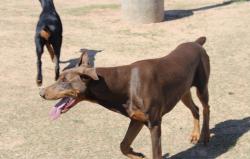 Lost Male Dog last seen 50th & Macarthur, Warr Acres, OK 73122