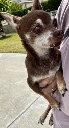 Reunited Male Dog last seen Arland Ave & Celito Dr, Rosemead, CA 91770