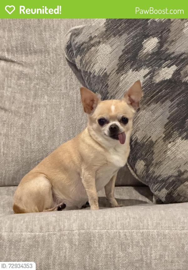 Reunited Female Dog last seen Sockeye Ct Bremerton , Kitsap County, WA 98311