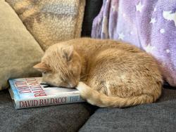 Lost Male Cat last seen Sunnydale and Strathmore near Sekapp Orchard, Rochester, MN 55904