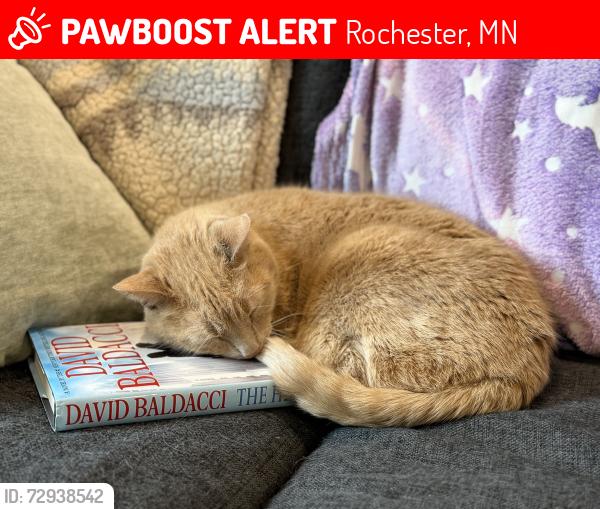 Lost Male Cat last seen Sunnydale and Strathmore near Sekapp Orchard, Rochester, MN 55904