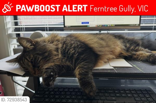 Lost Male Cat last seen Leon court, Ferntree Gully, VIC 3156