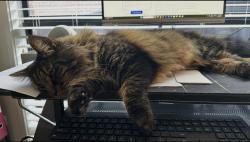 Lost Male Cat last seen Leon court, Ferntree Gully, VIC 3156