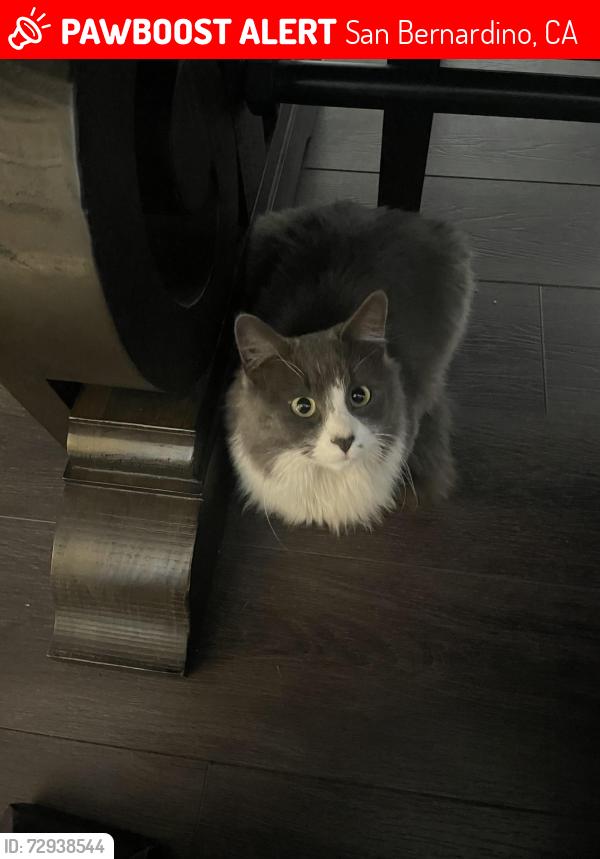 Lost Male Cat last seen Valerie way and Carleton , San Bernardino, CA 92407