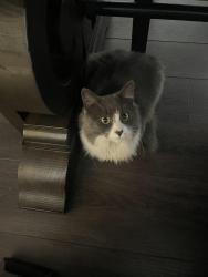 Lost Male Cat last seen Valerie way and Carleton , San Bernardino, CA 92407