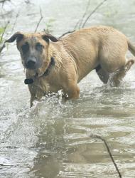 Reunited Male Dog last seen Near Lavon lake , Princeton, TX 75407
