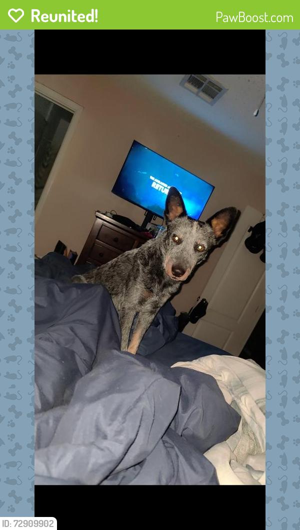 Reunited Male Dog last seen Zaragoza & Pellicano , El Paso, TX 79936