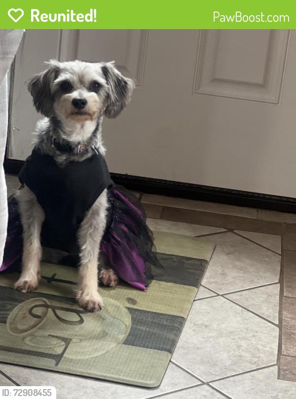 Reunited Female Dog last seen Thomast st, Brentwood, NY 11717