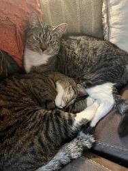 Lost Female Cat last seen Cassidy ct, La Pine, OR 97739