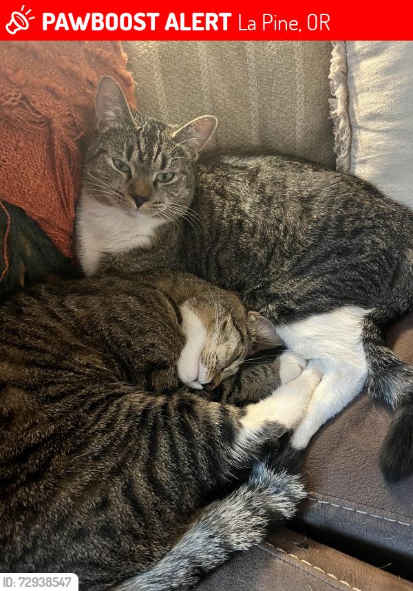 Lost Female Cat last seen Cassidy ct, La Pine, OR 97739