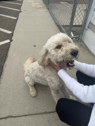 Reunited Male Dog last seen Orosi, CA 93647, USA, Orosi, CA 93647