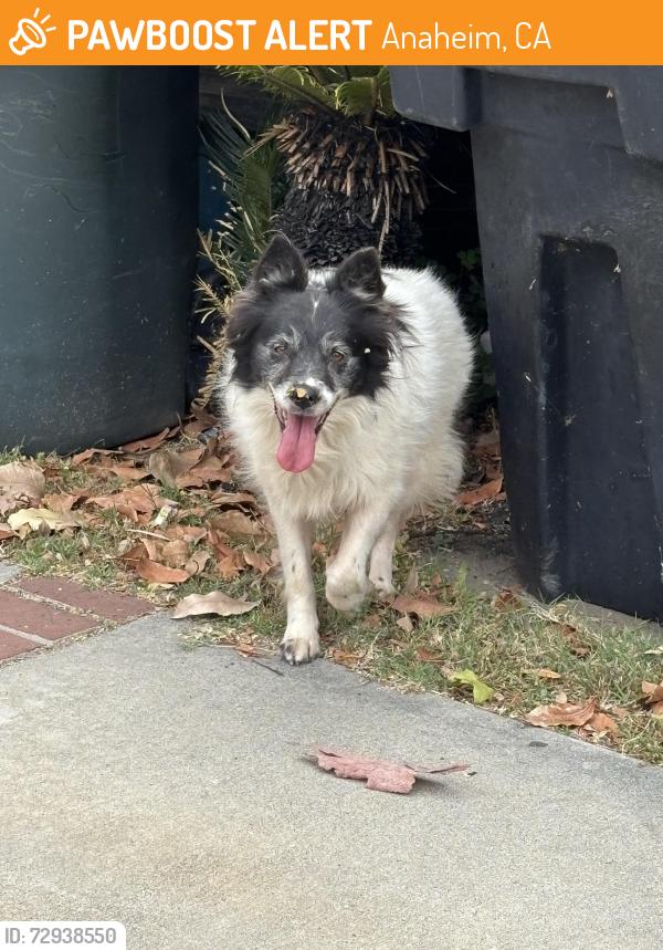 Found/Stray Unknown Dog last seen Coronet Ave , two hses from maple stReet, Anaheim, CA 92801