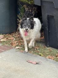 Found/Stray Unknown Dog last seen Coronet Ave , two hses from maple stReet, Anaheim, CA 92801