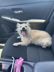 Lost Unknown Dog last seen Cop shop, Saint Paul, MN 55101