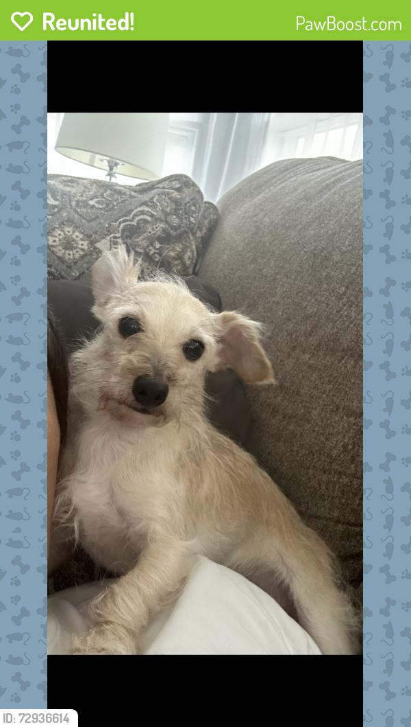 Reunited Male Dog last seen Wike Rd/ Ike Starnes corner, Granite Falls, NC 28630