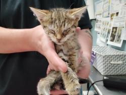 Shelter Stray Female Cat last seen Hill Ave, 43607, OH, Maumee, OH 43537