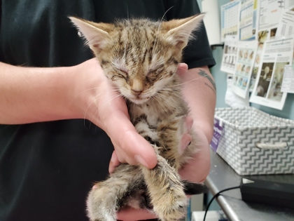 Shelter Stray Female Cat last seen Hill Ave, 43607, OH, Maumee, OH 43537