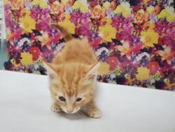 Shelter Stray Male Cat last seen 3rd St, 43402, OH, 827 Illinois Ave, Maumee, OH 43537, USA