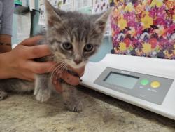 Shelter Stray Male Cat last seen 3rd St, 43402, OH, 827 Illinois Ave, Maumee, OH 43537, USA