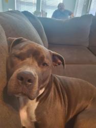 Lost Female Dog last seen Near and 287, Mansfield, TX 76063