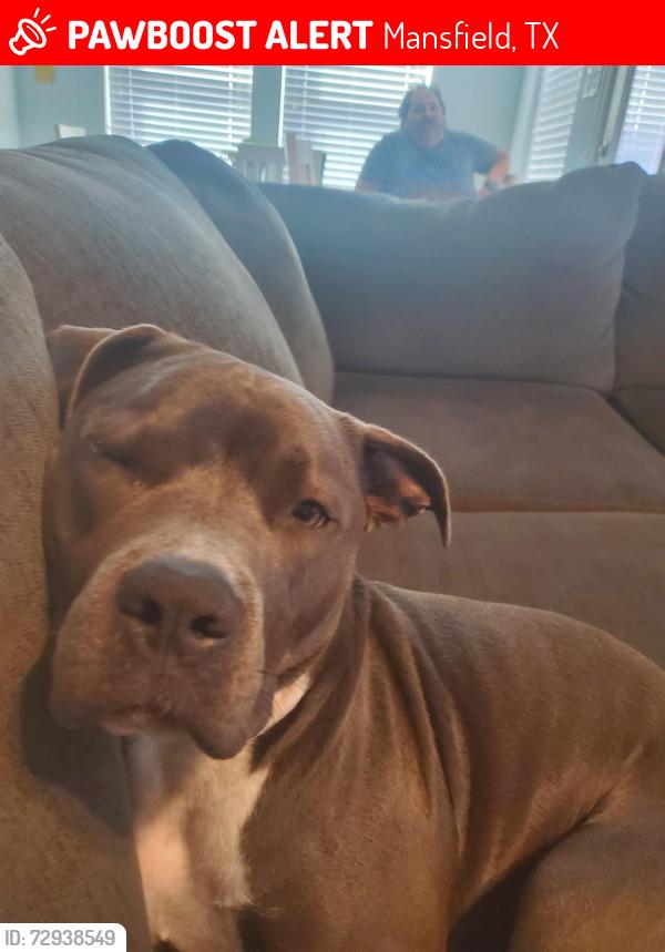 Lost Female Dog last seen Near and 287, Mansfield, TX 76063