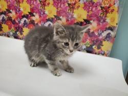 Shelter Stray Female Cat last seen 3rd St, 43402, OH, 827 Illinois Ave, Maumee, OH 43537, USA
