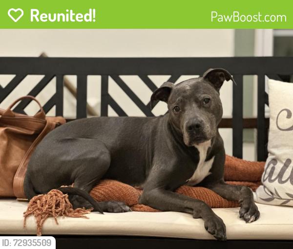 Reunited Female Dog last seen Spring Mill Ln and Spring Mill Rd, Indianapolis, IN 46260
